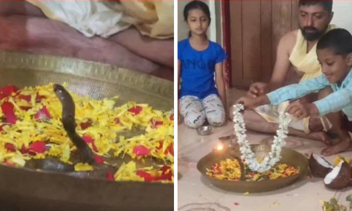 Nag Panchami 2023: నాగుల పంచమి నాడు నిజమైన నాగుపాముకి దండ వేసి.. ఇంట్లోనే పూజలు చేసిన కుటుంబ సభ్యులు!