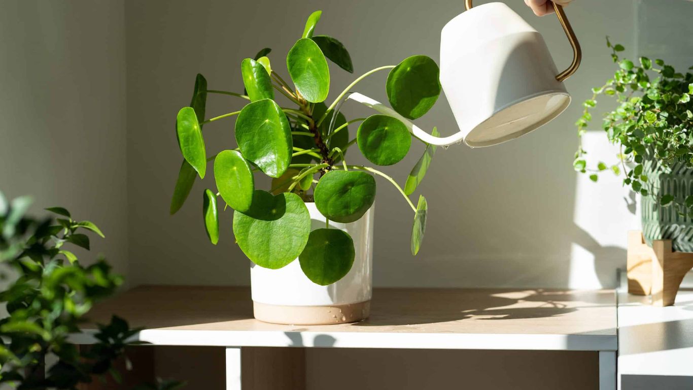 Friday Money Tips: శుక్రవారం ఈ పరిహారాలు చేస్తే.. కోటీశ్వరులు అవడం పక్కా!