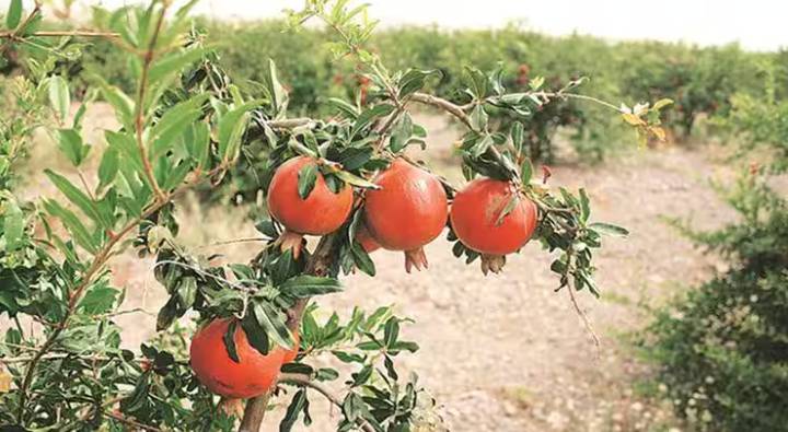 Pomegranate Farming: వ్యాపారం వదిలేశాడు.. దానిమ్మ సాగు స్టార్ట్ చేశాడు… ఏడాది రూ.40 లక్షలు సంపాదిస్తున్నాడు