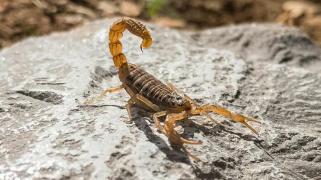 Scorpion