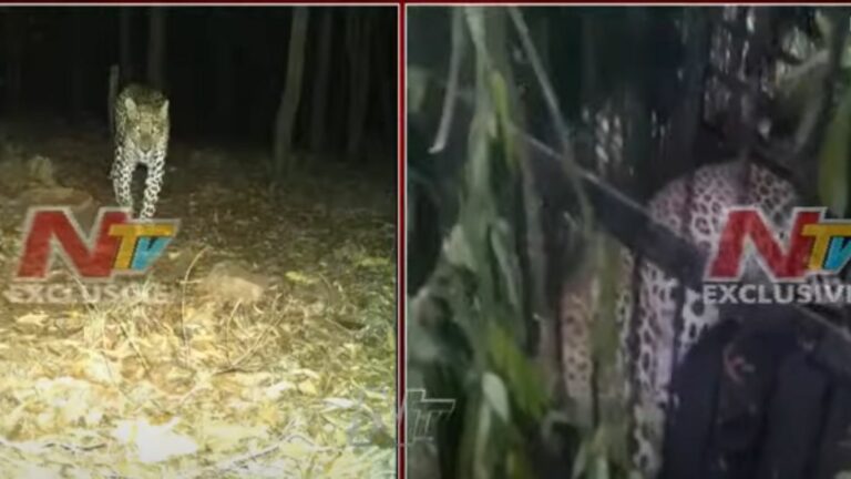 TTD Tigers: ఆపరేషన్‌ ‘చిరుత’ సక్సెస్‌.. ఇక కాలినడక భక్తులు ప్రశాతంగా వెళ్లొచ్చు!