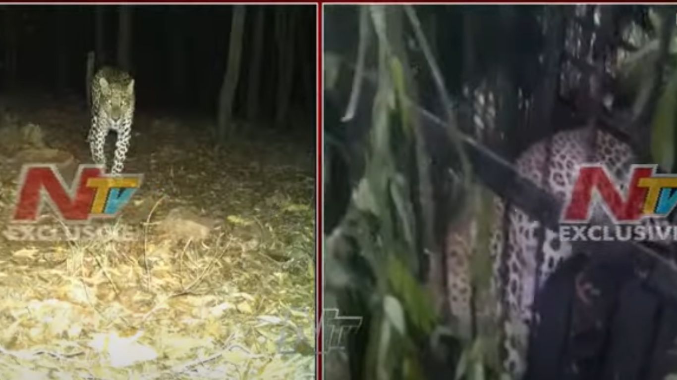 TTD Tigers: ఆపరేషన్‌ ‘చిరుత’ సక్సెస్‌.. ఇక కాలినడక భక్తులు ప్రశాతంగా వెళ్లొచ్చు!