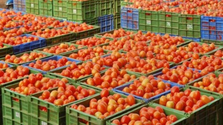 Tomoto Price: పడిపోయిన టమాటా ధర.. కిలో రూ. 7 మాత్రమే!