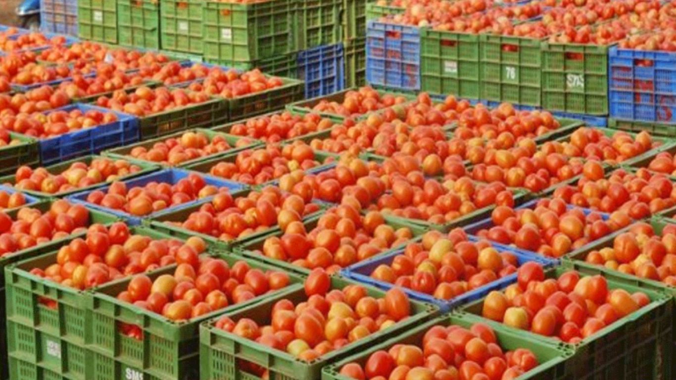 Tomoto Price: పడిపోయిన టమాటా ధర.. కిలో రూ. 7 మాత్రమే!