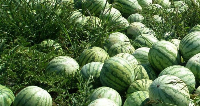 Watermelon Cultivation: పుచ్చ సాగులో తీసుకోవాల్సిన జాగ్రత్తలు..