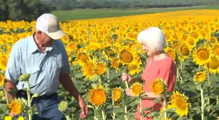 Sunflower Sarming: 50వ పెళ్లి రోజు.. భార్యకు 80 ఎకరాల్లో పండించిన 12 లక్షల పొద్దుతిరుగుడు పువ్వులు