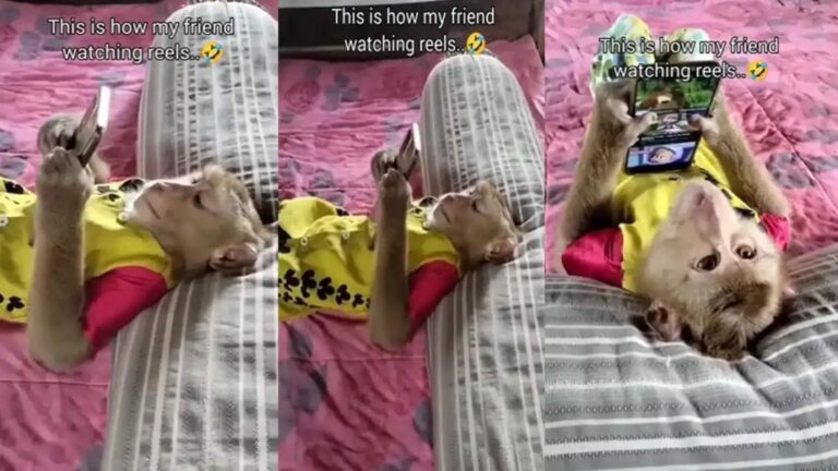 Viral Video: ఓరి నాయనో.. కోతులు కూడా తగ్గట్లేదుగా.. వీడియో చూస్తే నవ్వాగదు..