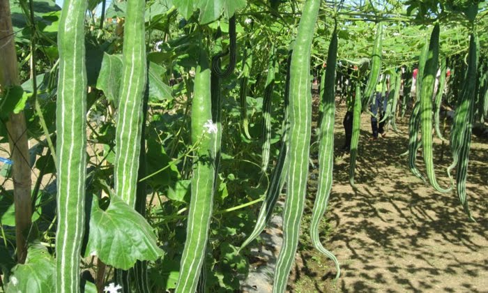 Snake Gourd: పొట్లకాయ సాగులో అధిక లాభాలకోసం తీసుకోవాల్సిన జాగ్రత్తలు..