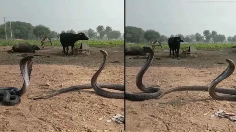 Viral Video: రెండుపాములు డ్యాన్స్‌ చేస్తే ఎలా ఉంటుందో చూశారా.?