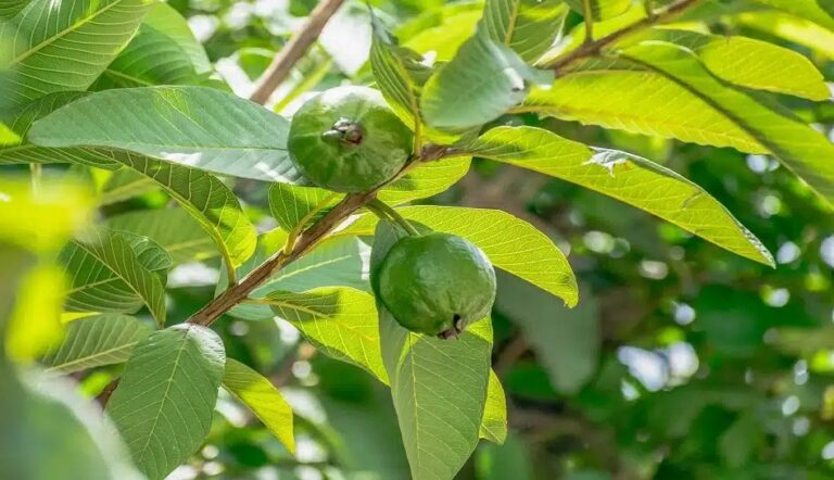 Guava Leaves: జామ పండ్లే కాదు.. ఆకులతో కూడా అనేక ఆరోగ్య ప్రయోజనాలు..!