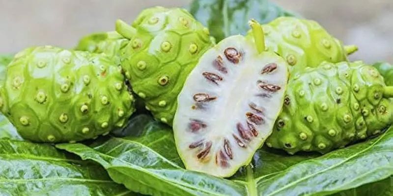 Noni Fruit: ఈ పండును ఒక్కసారి తీసుకుంటే చాలు.. ఎన్నో వ్యాధులకు చెక్ పెట్టొచ్చు..