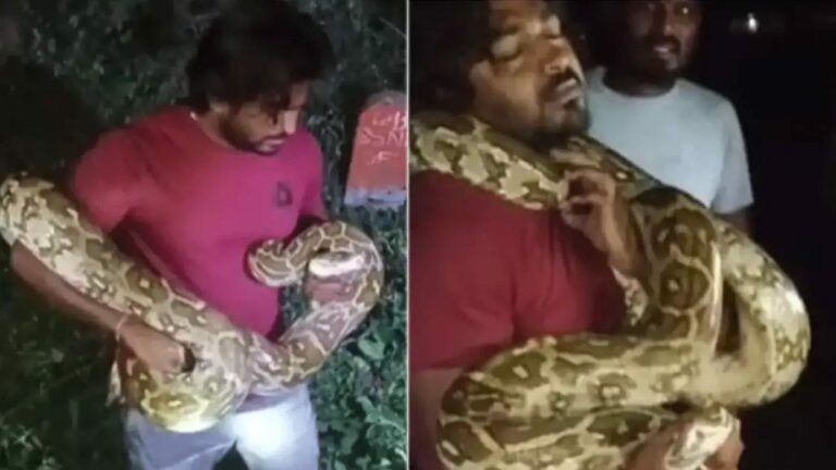 Viral video: అన్నో.. ఏందన్నా నీ ధైర్యం.. పొదల్లో దాక్కున్న కొండచిలువను ఒంటి చేత్తో తీసుకొచ్చి..