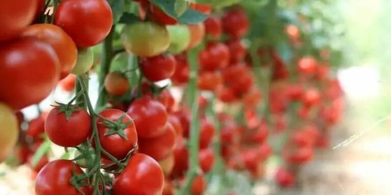 Rooftop Tomato Farming: ఇంటిపైనే టామోటాలను ఎలా పండించాలి?