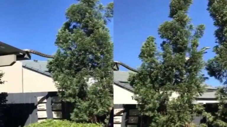 Viral Video: ఓరి నాయనో.. ఎంత పెద్ద పాము.. చూస్తే భయంతో వణికిపోతారు..