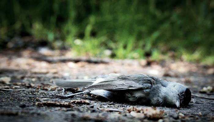 Mystery : ఆ రాష్ట్రంలో ఆత్మహత్య చేసుకుంటున్న పక్షులు.. కారణం తెలిస్తే షాక్ అవుతారు..!