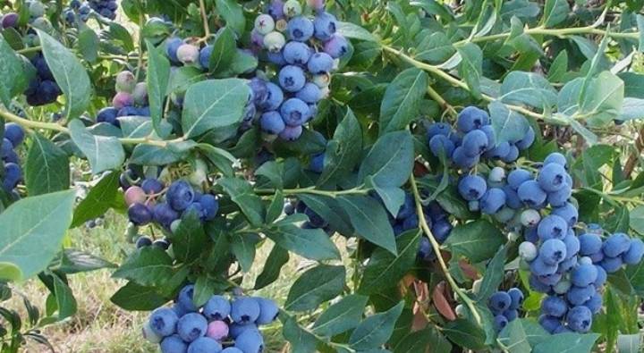 Blueberry Farming: కిలో రూ. 1000కు అమ్మినా.. ఎకరాకు రూ.60లక్షల ఆదాయం