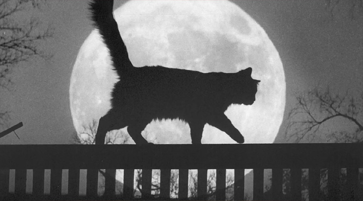 Cat sentiment : దొంగలను పట్టించిన పిల్లి.. స్టోరీ తెలిస్తే నవ్వాపుకోలేరు