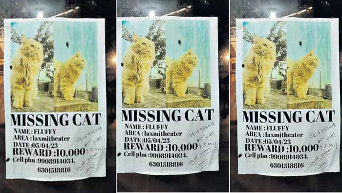 Cat Missing