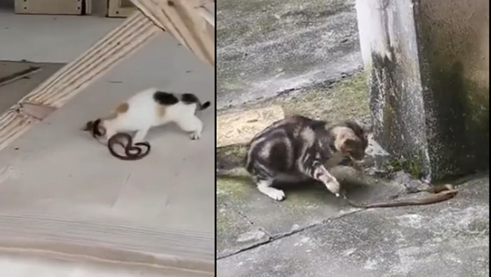 Cat Vs Snake