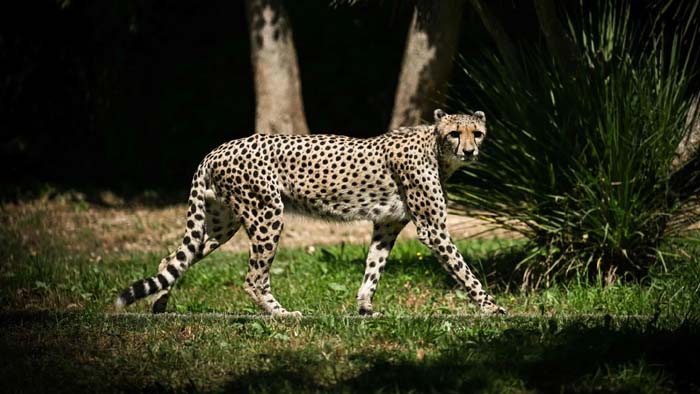 Cheetah in LB Nagar: ఎల్బీనగర్ ప్రాంతంలో చిరుత సంచారం.. ఆందోళనలో ప్రజలు
