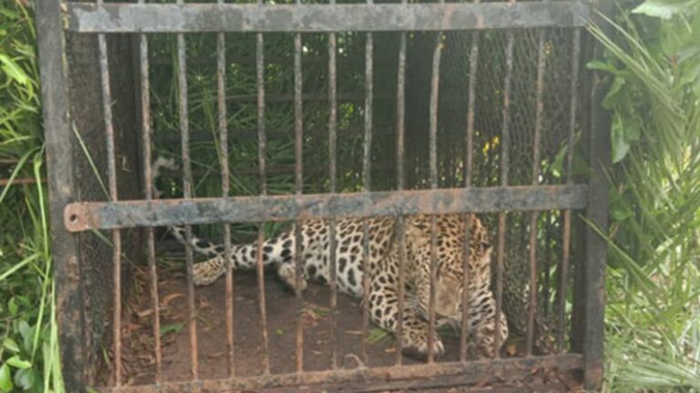 Tirumala Cheetah: తిరుమల కాలినడక భక్తులకు ఊరట.. బోనులో చిక్కిన చిరుత!