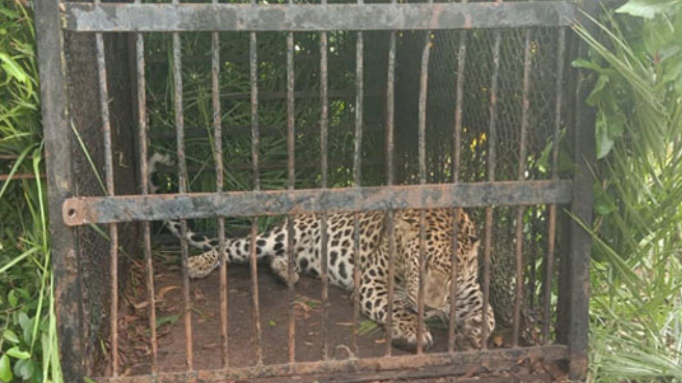 Tirumala Cheetah: తిరుమల కాలినడక భక్తులకు ఊరట.. బోనులో చిక్కిన చిరుత!