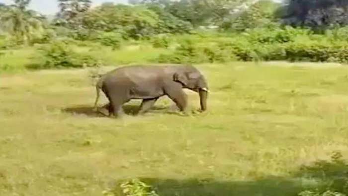 Chittoor Elephant