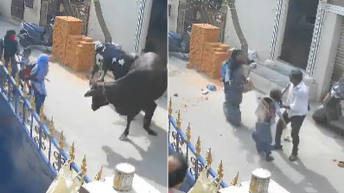 Cow Attack