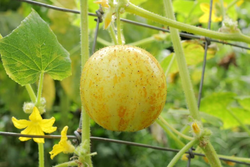 Cucumber