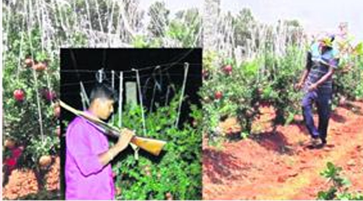 Pomegranate: నిన్నటి వరకు టమాటా…ఇప్పుడు దానిమ్మకు తుపాకీతో కాపలా