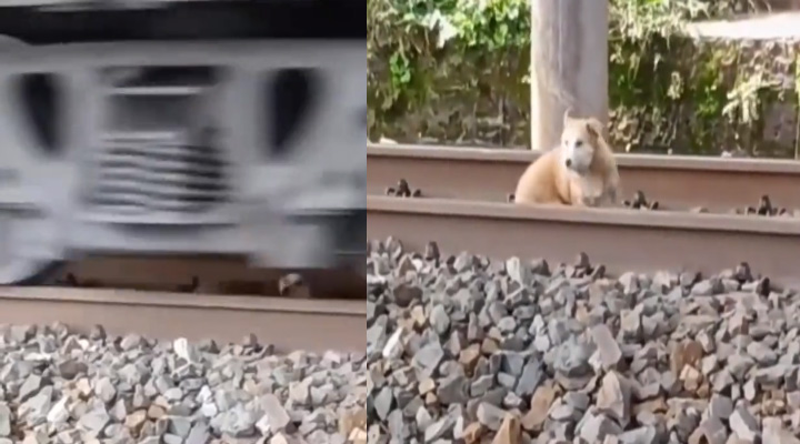 Dog Viral Video: రైలు కిందపడి కూడా ప్రాణాలు దక్కించుకున్న కుక్క.. వీడియో వైరల్