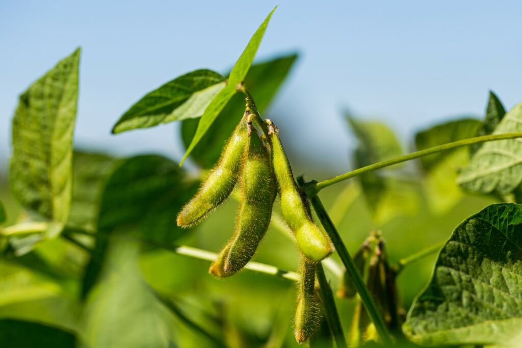 Early Soybean