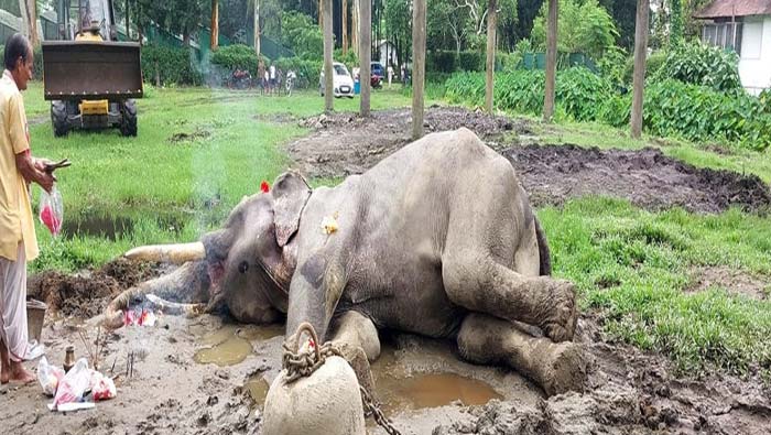 Elephant Dies: భారత్⁭లోనే అతిపెద్ద వయసున్న ఏనుగు మృతి