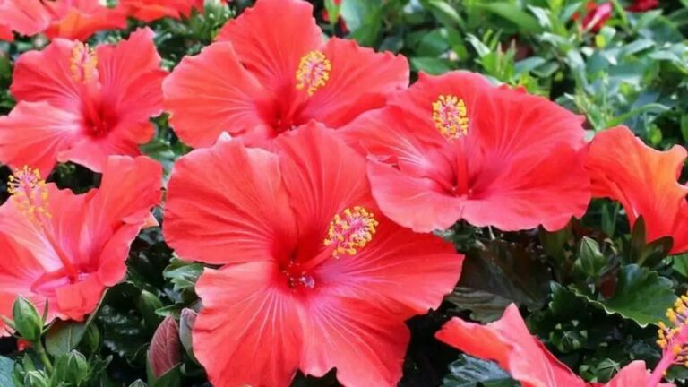 Flowers: పక్కింట్లో పూలతో పూజ చేస్తున్నారా? ఇది తప్పక తెలుసుకోవాలి..