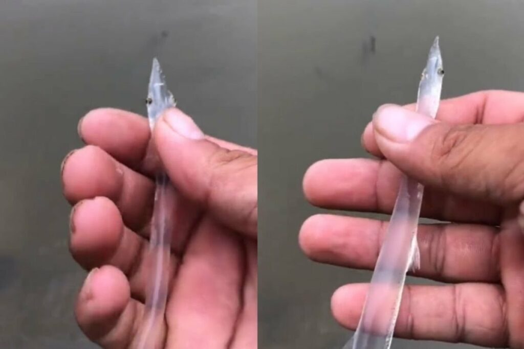 Glass Fish