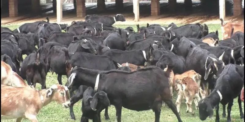 Goat Farming