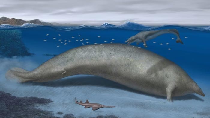 Heaviest Animal: ప్రపంచంలోనే అత్యంత బరువైన జంతువు.. ఎంతుంటుందో తెలిస్తే షాకవుతారు..!