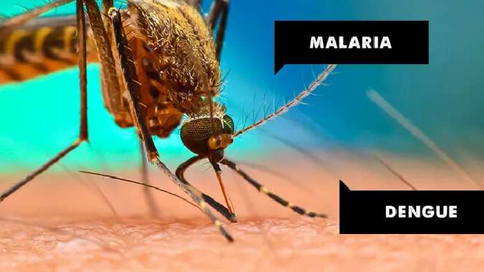 Mumbai: అయ్యో పాపం.. బాలుడికి ఒకేసారి డెంగ్యూ, మలేరియా, లెప్టో..