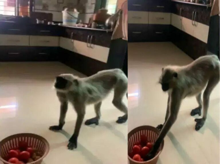 Viral Video: వార్నీ .. కోతులు కూడా టమోటాలను వదల్లేదుగా..