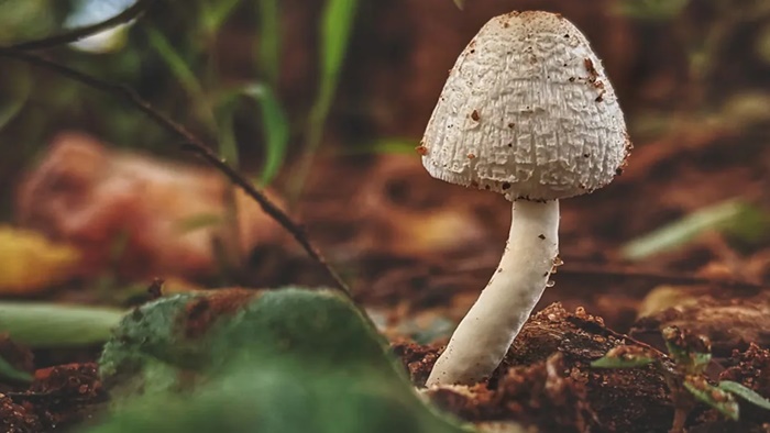 Wild Mushrooms: సినిమాను మించిన క్రైం స్టోరీ.. పుట్టగొడుగులను తిని ముగ్గురు మృతి