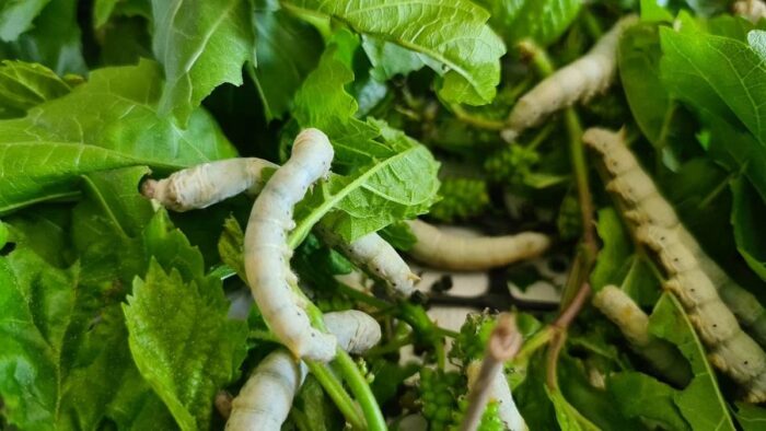 Silkworms Cultivation: లాభాలను అందిస్తున్న పట్టుపురుగుల పెంపకం..