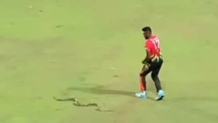 Snake