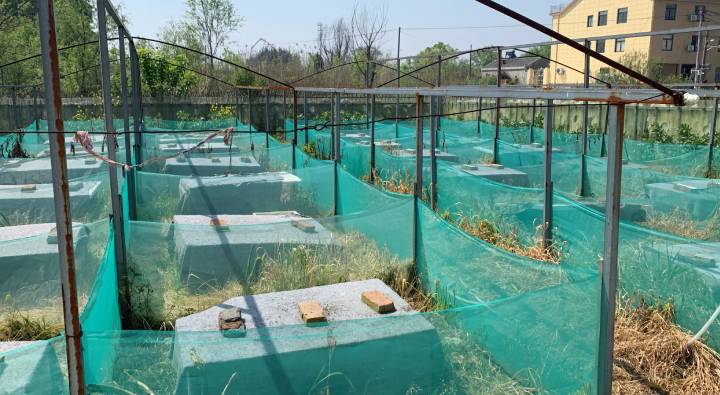 Snake Farming In China Zisiqiao