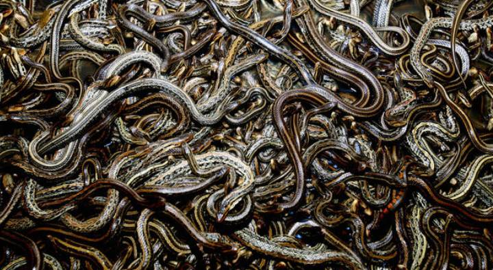 Snake Farming In China