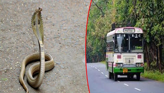 Snake In Bus