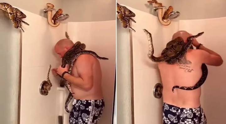 Shocking: పోతావ్‎రరేయ్.. కొండచిలువలతో స్నానం ఏంట్రా..?