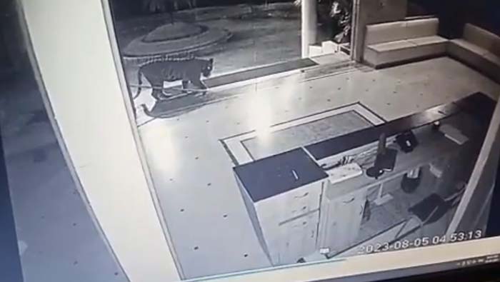 Bhopal: ఓ ప్రైవేట్ యూనివర్శిటీ ప్రాంగణంలోకి ప్రవేశించిన పులి.. సీసీటీవీలో రికార్డు