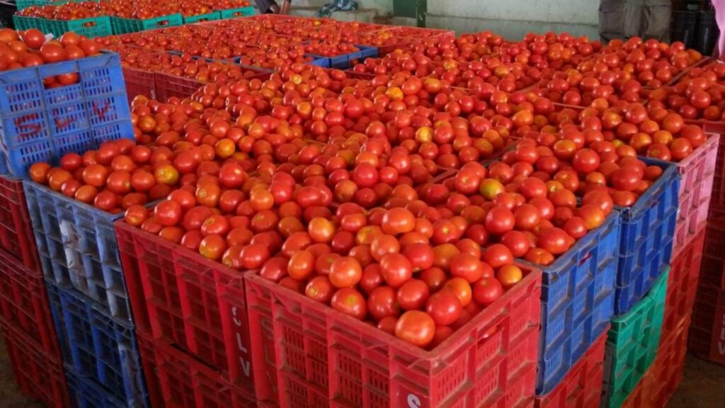 Tomato Tray