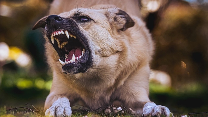 Dogs Bite Khaki: ఖాకీ దుస్తుల్లో ఎవరొచ్చినా కరిచేలా కుక్కలకు ట్రైనింగ్.. పోలీసులకు భయానక ఎక్స్‌పీరియన్స్