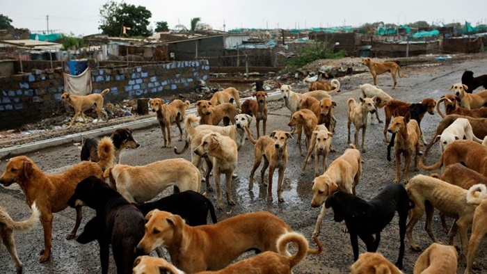 Stray Dogs: వీధికుక్కల విషయంలో నిబంధనలను కచ్చితంగా పాటించాలి..  ఢిల్లీ హైకోర్టు ఆదేశం